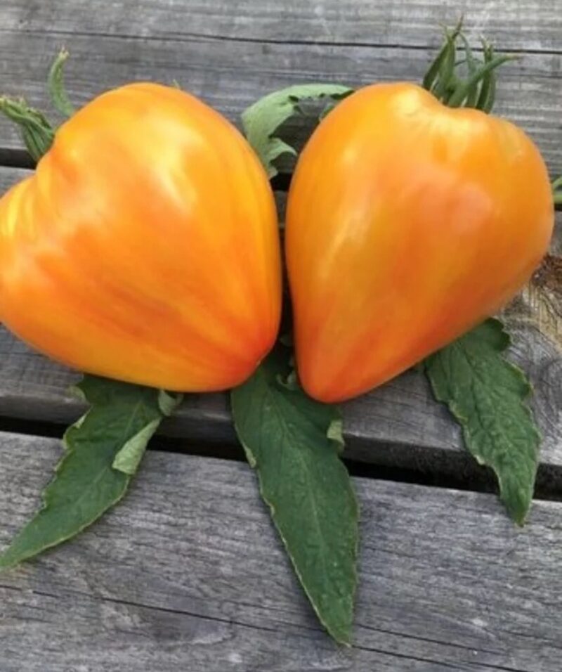 Bio-Saatgut Tomate Striped Oxheart