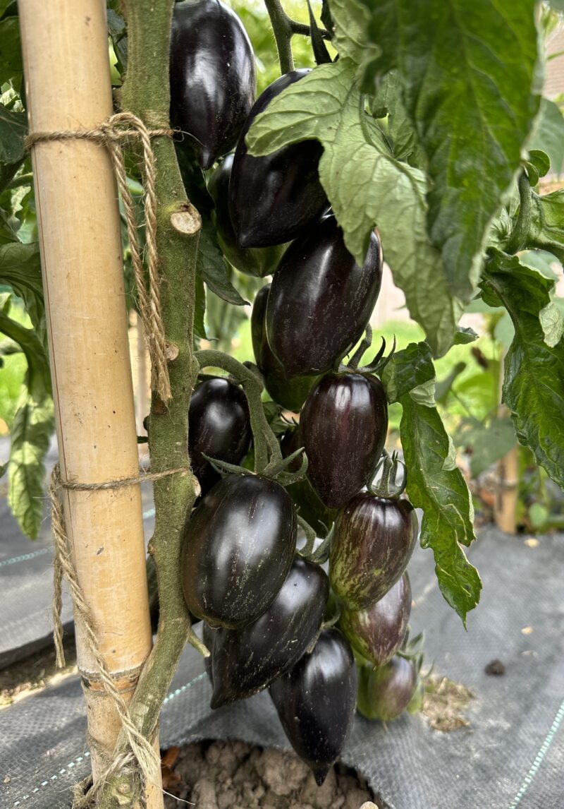 Bio-Saatgut Tomate Brad's Atomic Grape – Bild 3