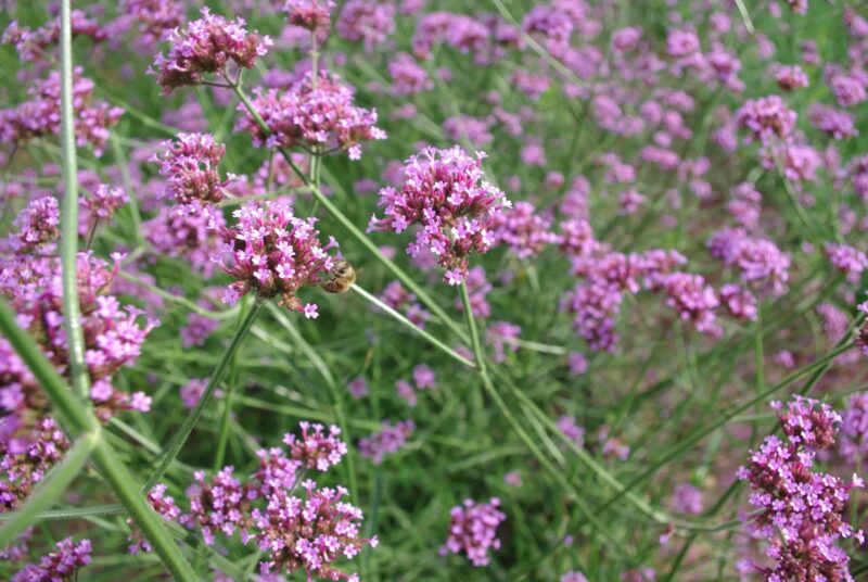 Bio-Saatgut Blume Hohes Eisenkraut (Verbene) – Bild 3