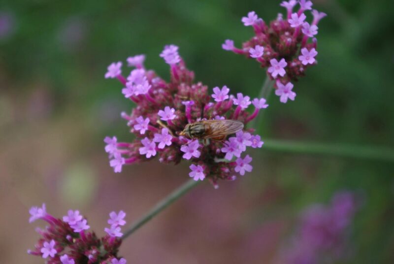 Bio-Saatgut Blume Hohes Eisenkraut (Verbene) – Bild 2