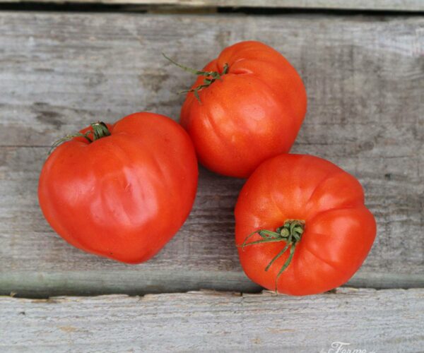 LF2285A-bio-saatgut-tomate-coeur-de-boeuf-rouge1