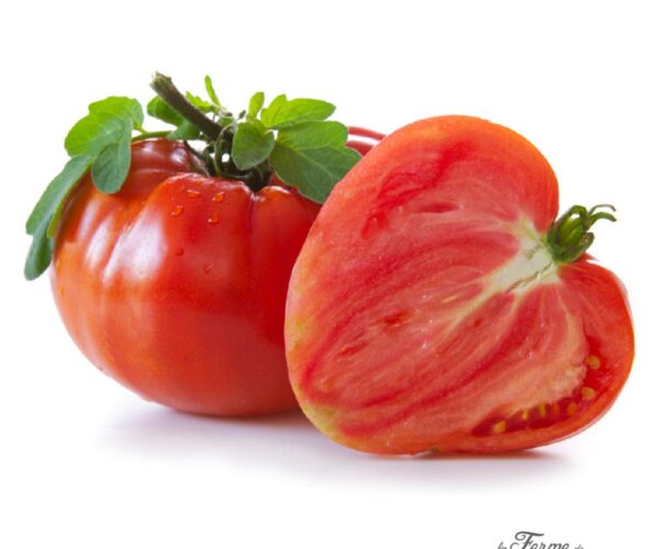 LF2453A-bio-saatgut-tomate-coeur-de-boeuf-geant-reif-red-lf