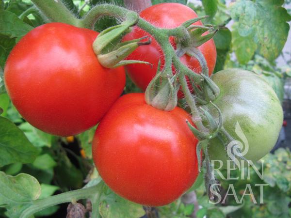 RSTO23-bio-saatgut-tomate-kremser-perle