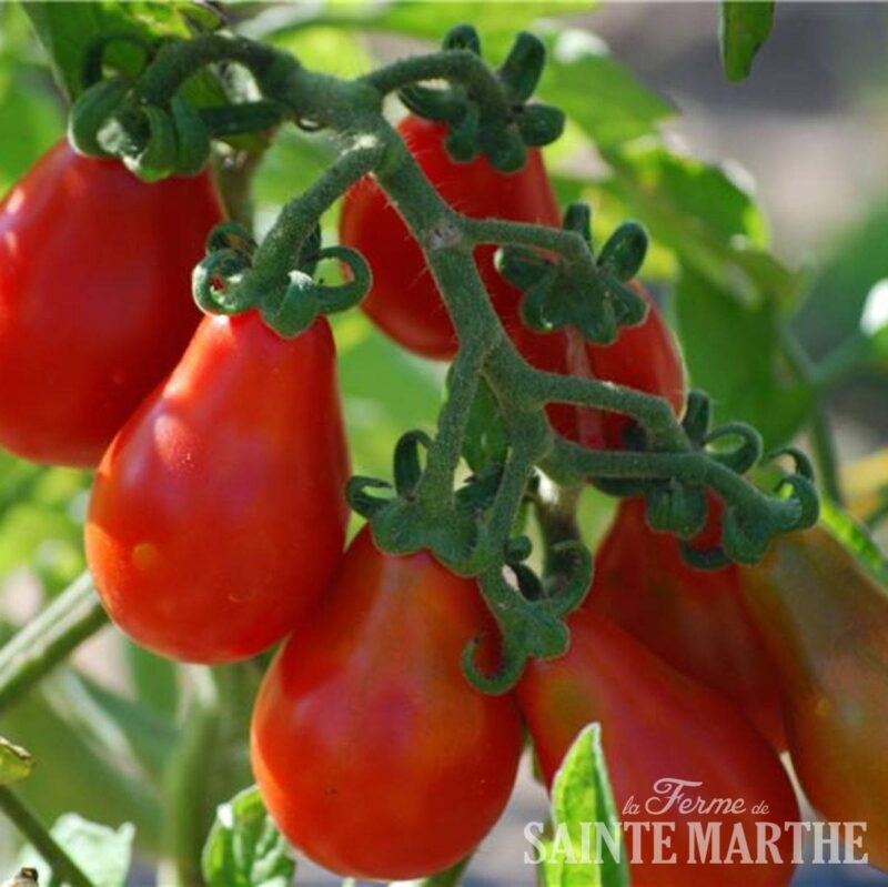Bio-Saatgut Tomate Poire Rouge (Red Pear)