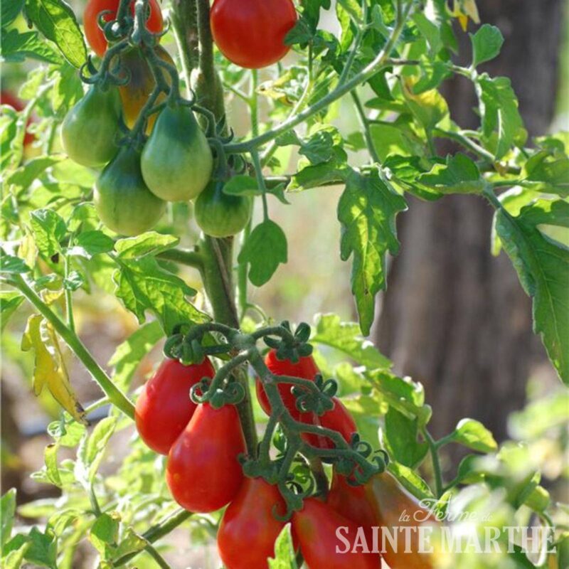 Bio-Saatgut Tomate Poire Rouge (Red Pear) – Bild 2