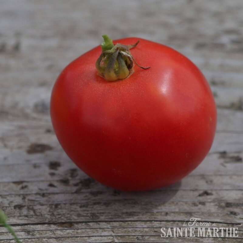 Bio-Saatgut Tomate Arkansas Traveler