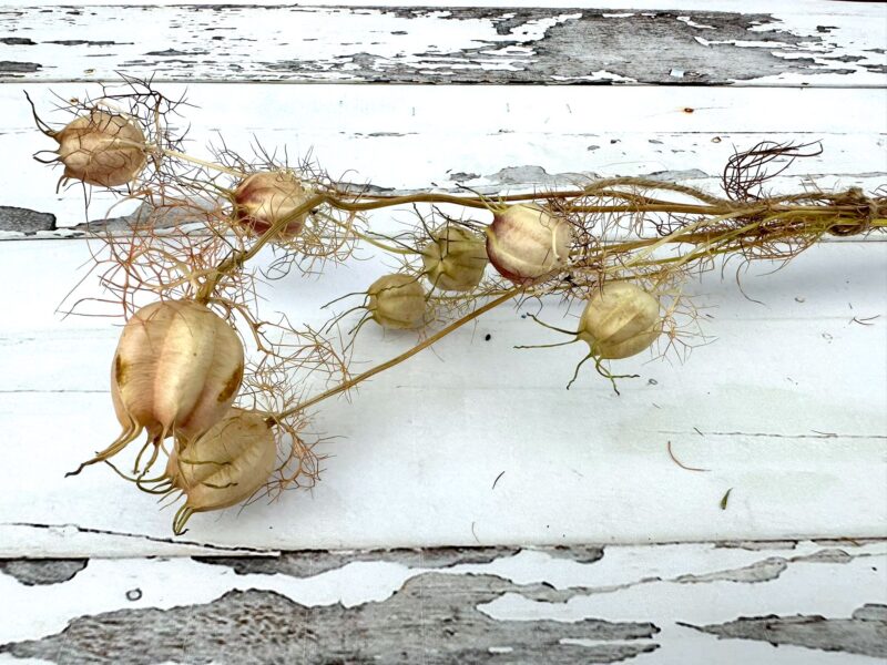 Samenkapsel Jungfer im Grünen (getrocknet) - Trockenblumen DIY – Bild 2