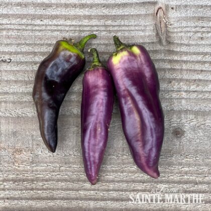 Bio-Saatgut Paprika Pippin's Golden Honey
