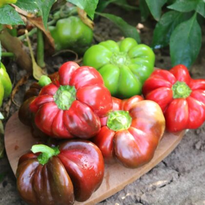 Bio-Saatgut Paprika Shirina