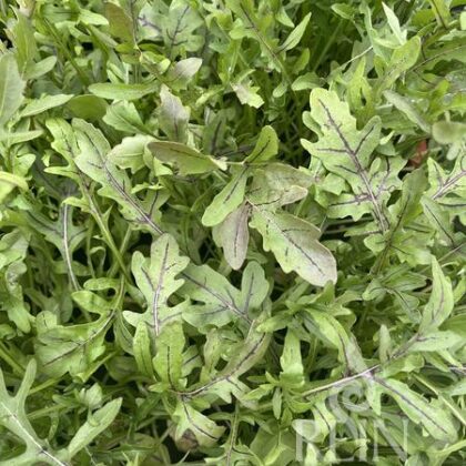 Bio-Saatgut Rucola Salat Red Streaks