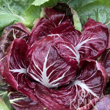 Bio-Saatgut Radicchio Rossa di Verona / Romeo