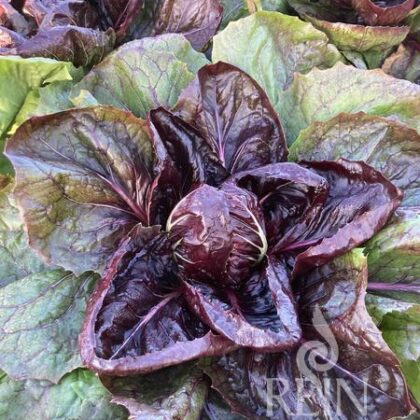 Bio-Saatgut Zichoriensalat Grumolo rosso