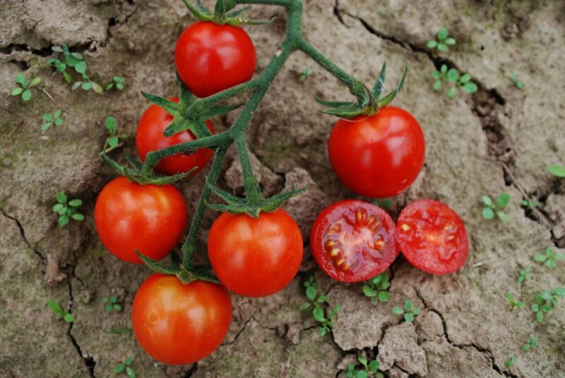 Bio-Saatgut Tomate Resi