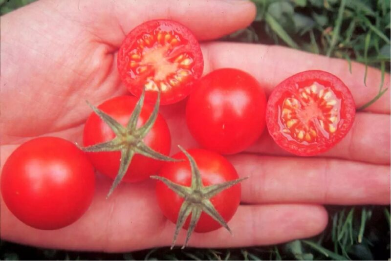 Bio-Saatgut Tomate Resi – Bild 2