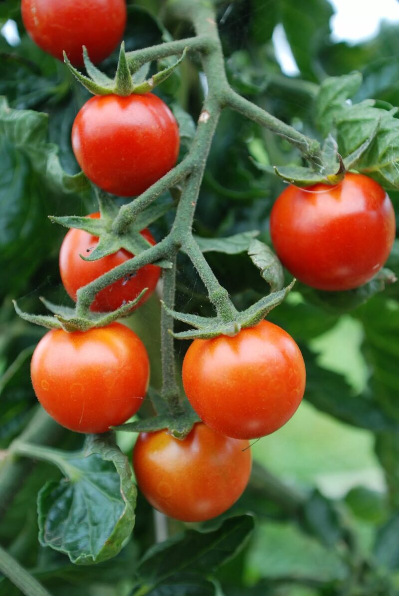 Bio-Saatgut Tomate Resi – Bild 3