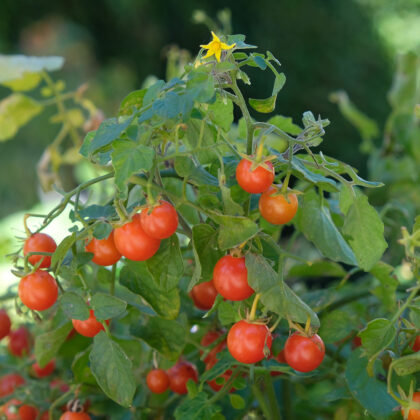 Bio-Saatgut Tomate Sterntaler KS