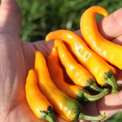 Bio-Saatgut Chili Cayorange (CA125)