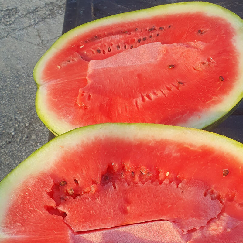 Bio-Saatgut Wassermelone Crimson Sweet – Bild 4