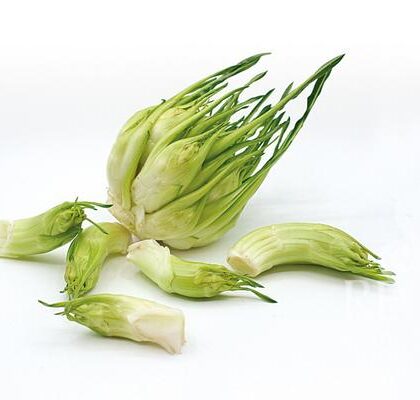 Bio-Saatgut Catalogna Puntarelle / Vulkanspargel