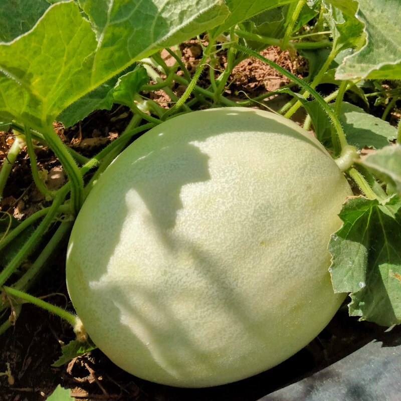 Bio-Saatgut Honigmelone "Melon Honeydew à Chair Orange" – Bild 2