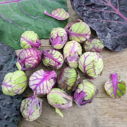 Bio-Saatgut Rosenkohl Red Bull