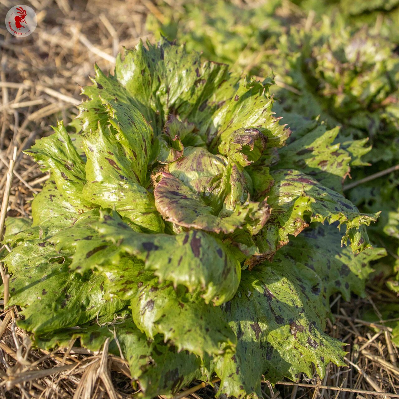 Bio-Saatgut Bataviasalat Jester