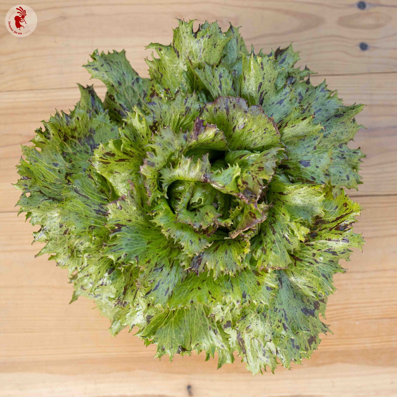 Bio-Saatgut Bataviasalat Jester – Bild 2