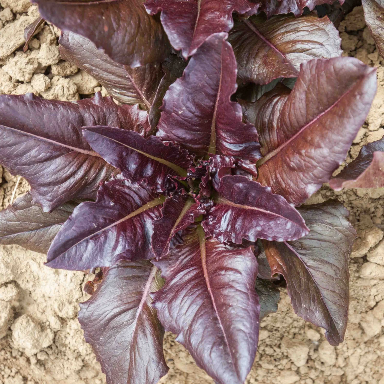 Bio-Saatgut Pflücksalat Really Red Deer Tongue – Bild 2