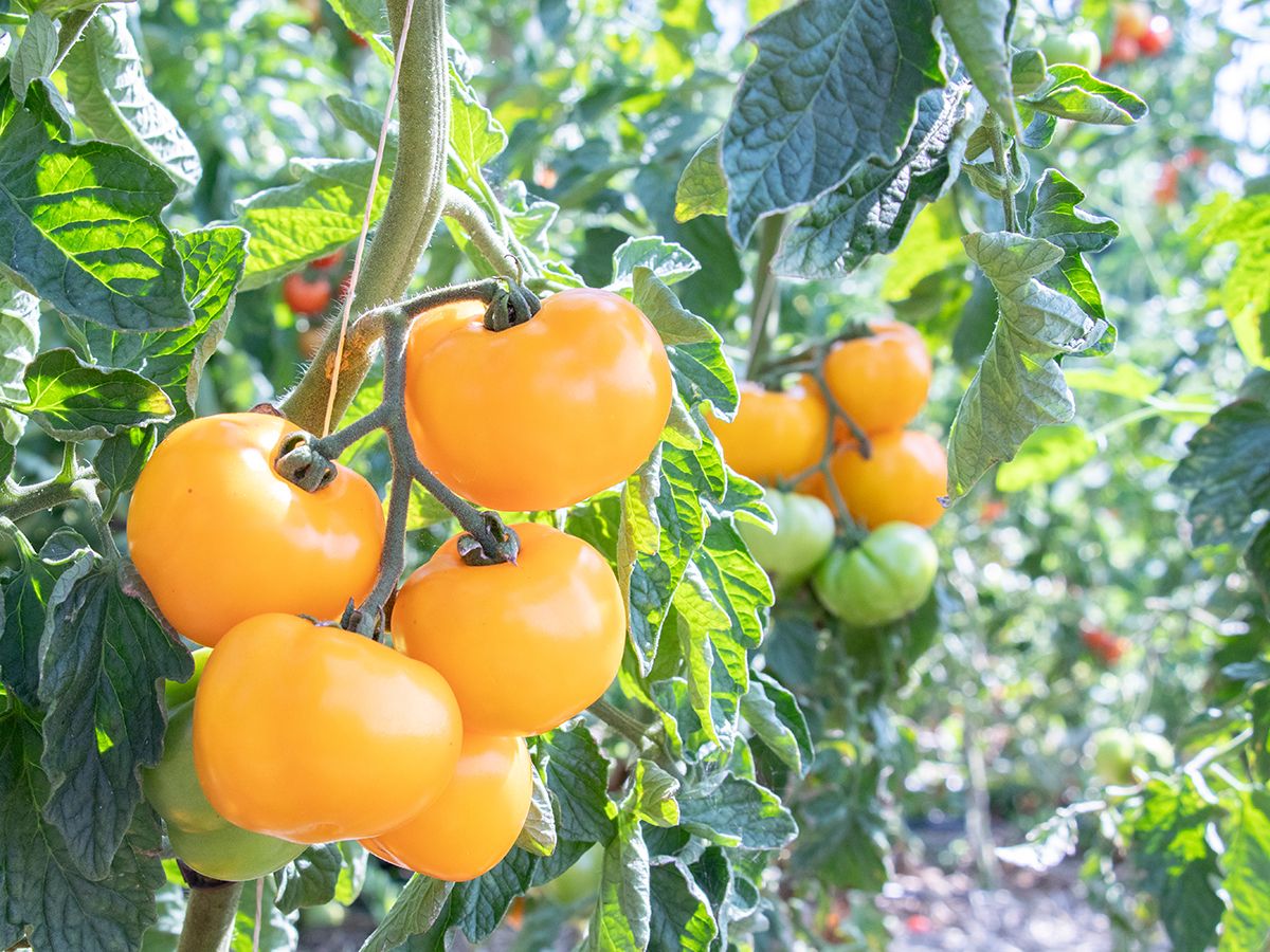 Bio-Saatgut Freiland-Tomate KS-TOT-CM-G2 – Bild 2