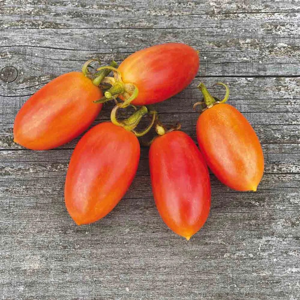 Bio-Saatgut Tomate Maglia Rosa