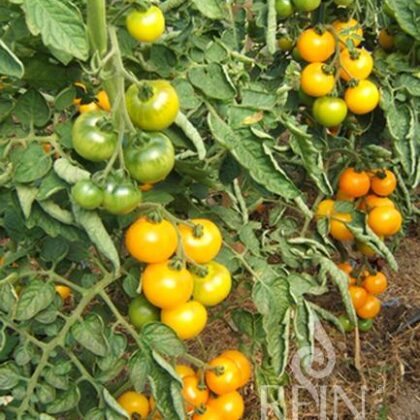 Bio-Saatgut Tomate Goldene Königin