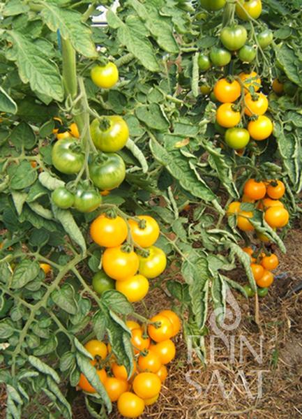 Bio-Saatgut Tomate Goldene Königin