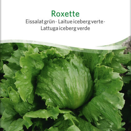 Bio-Saatgut Salat Roxette - Eissalat grün