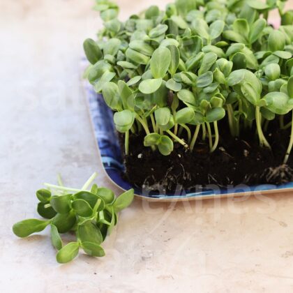 Bio-Saatgut Sonnenblumen (Microgreens)