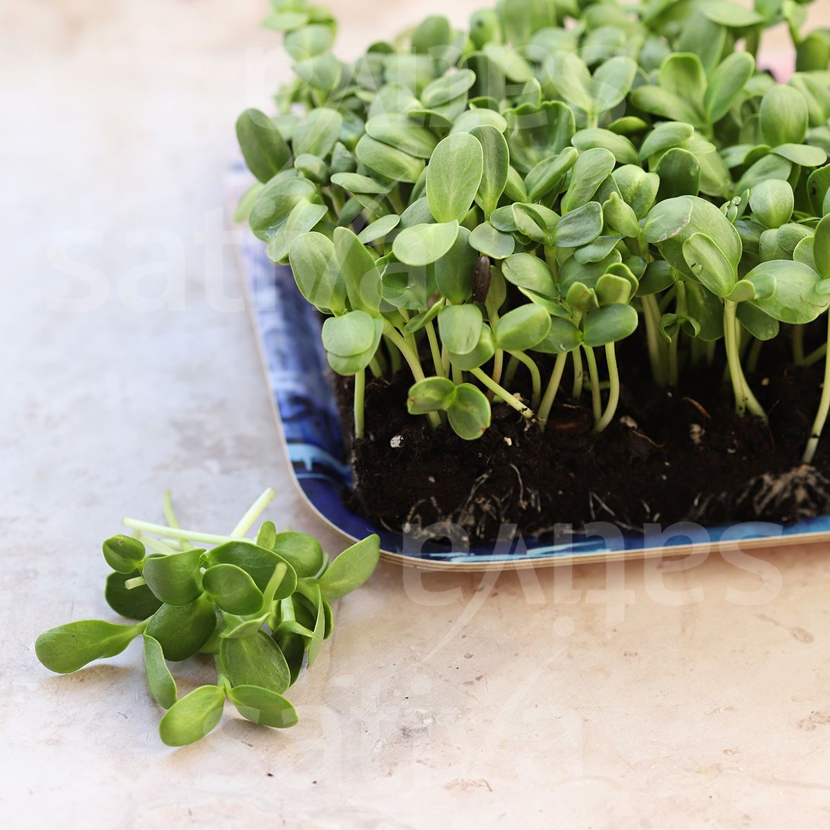 Bio-Saatgut Sonnenblumen (Microgreens)