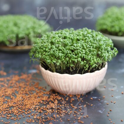 Bio-Saatgut Kresse (Keimsprossen)