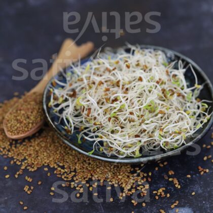 Bio-Saatgut Alfalfa (Keimsprossen)