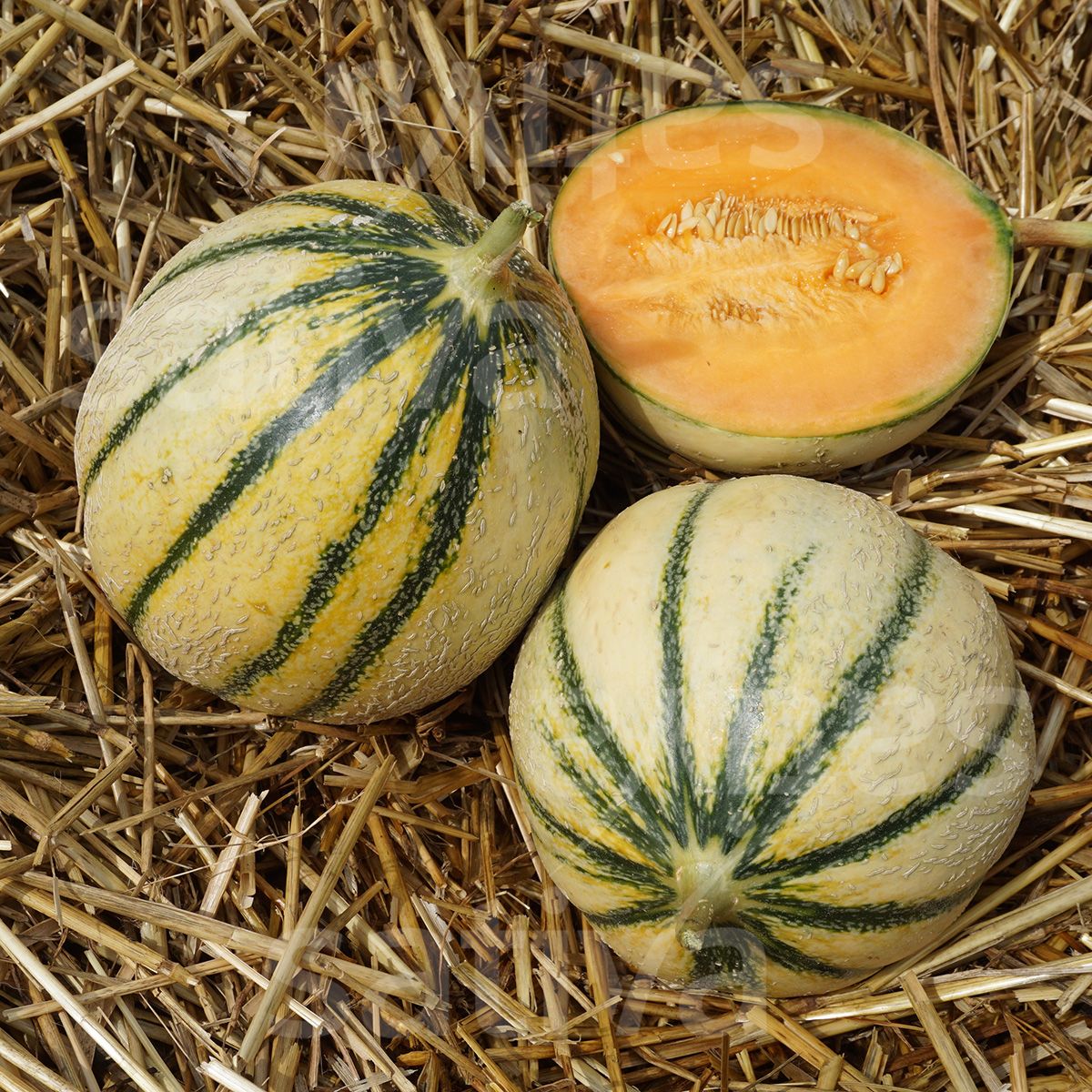 Bio-Saatgut Zuckermelone Celeste (N2) – Bild 3