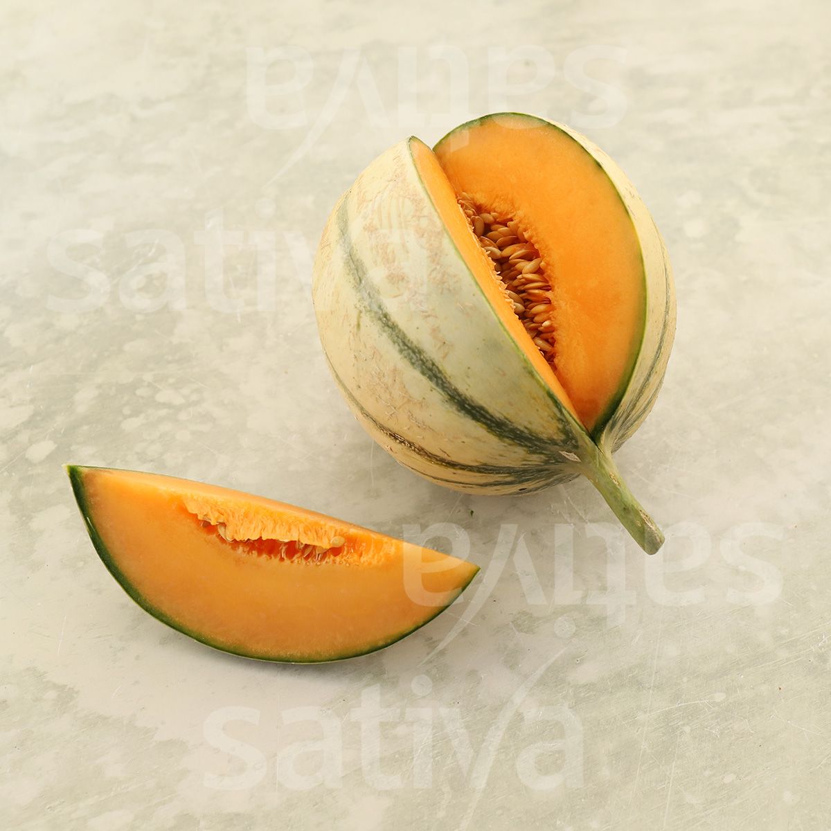 Bio-Saatgut Zuckermelone Celeste (N2) – Bild 4