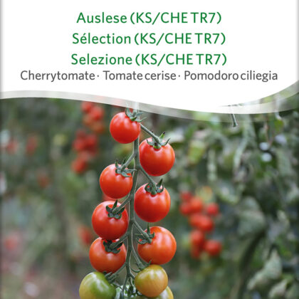 Bio-Saatgut Tomate Tiamarie (KS/CHE TR7)