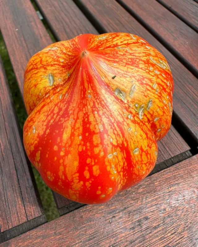 Lecker, saftig, süß und aromatisch…und dazu auch noch wirklich hübsch anzusehen. 
Die Feuerwerk-Tomate habe ich bestimmt nicht das letzte Mal angebaut. 
#tomaten #tomatenzauber #tomatenliebe #biosaatgut