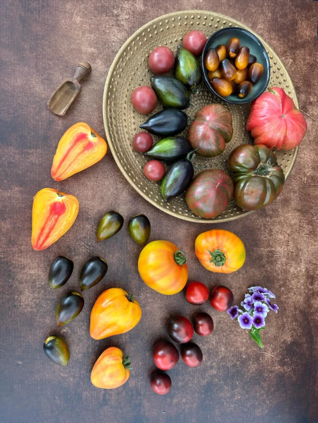 Während es draußen regnet, entstehen drinnen die ersten Bilder für mein neues Buch. Auch für 2026 soll wieder eine neue Ausgabe des Tomatenzauber-Planers erscheinen. Mit dem Buch könnt ihr die nächste Saison planen und euch viele Notizen machen. Artikel rund um das Thema „Tomaten und Garten“ sind natürlich auch wieder dabei. Abonniert gerne unseren Newsletter, um keine Neuheiten zu verpassen! 
#tomatenzauber