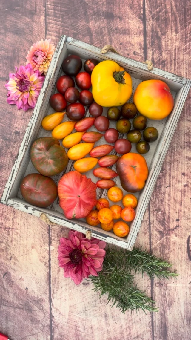 Was für ein Wetter ☀️
Gerade wird alles auf einmal reif… die Tomaten bekommen Farbe, die Dahlien blühen auf und die Feigen und Mirabellen reifen in Hülle und Fülle. 
Ein guter Vorrat ist schon eingekocht 😊
#summervibes #erntekörbchen #tomatenzauber #tomaten #erntezeit #sommer