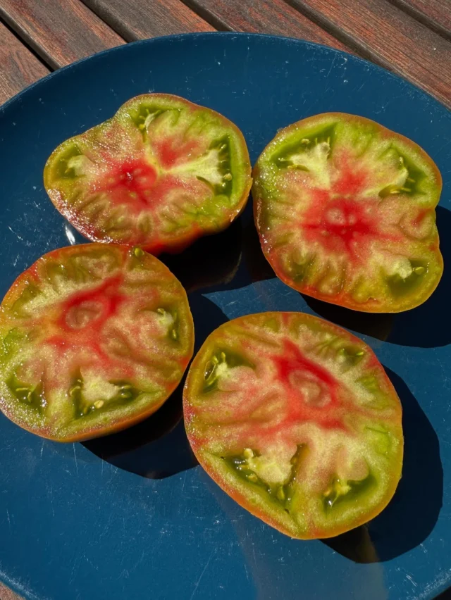 Was für eine schöne farbenfrohe Sorte!
Von außen unscheinbar, von innen wow: Die Ananas Noir ist eine saftige, süße Fleischtomate, die wir gerne mit etwas Salz auf dem Brot essen. Kennt ihr noch mehr bunte Sorten?
#buntetomaten #tomaten #tomato #saatgut #tomatenliebe