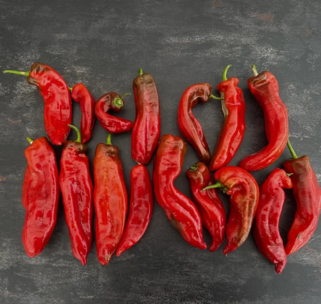 Sweet Palena, eine meiner Lieblingspaprikasorten! 
Die Früchte werden ca 20cm lang und sind zuckersüß. Eine tolle, ertragreiche Sorte, die sich lohnt!
#paprika #selbstversorgung #gemüsegarten #saatgut