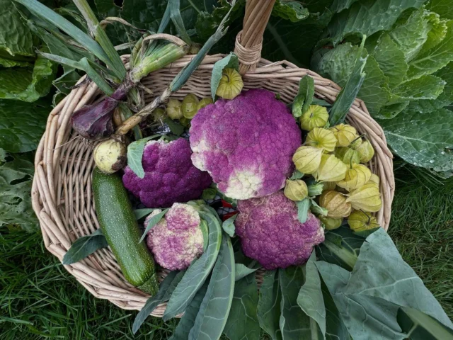 Dieses Jahr haben wir Blumenkohl in Hülle und Fülle. Im Sommer gepflanzt, können wir den ganzen Herbst über frischen Blumenkohl ernten. Meine Lieblingssorten sind Sicilia di Violetto und Flora Blanca, die funktionieren im späten Anbau sehr gut 😊
#selbstversorgung #gemüseanbau #growyourownveggies